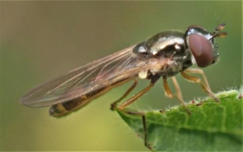 Melanostoma mellinum